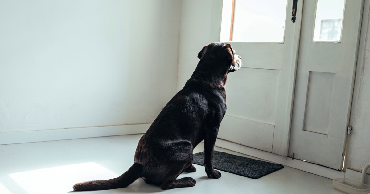 Veterinarka otkriva što pas poručuje načinom na koji nas dočekuje kad dođemo kući