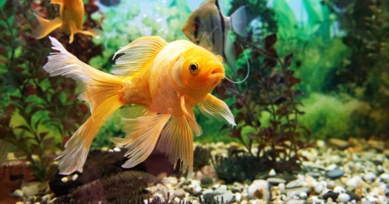 Stručnjaci otkrili traje li pamćenje zlatnih ribica samo tri sekunde