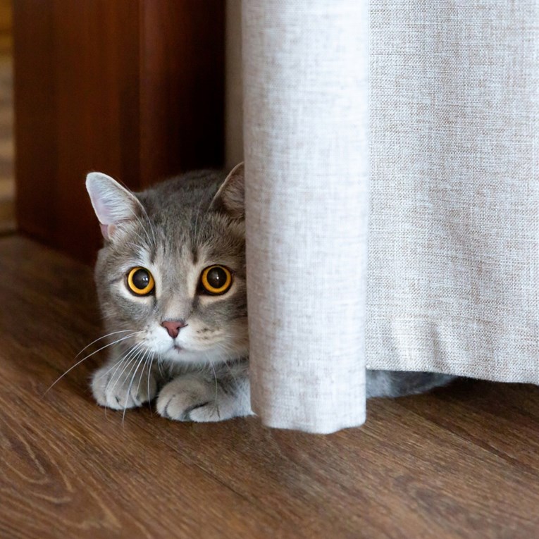 Udomili ste mačku? Evo što učiniti kako biste uspješno dobili njezino povjerenje