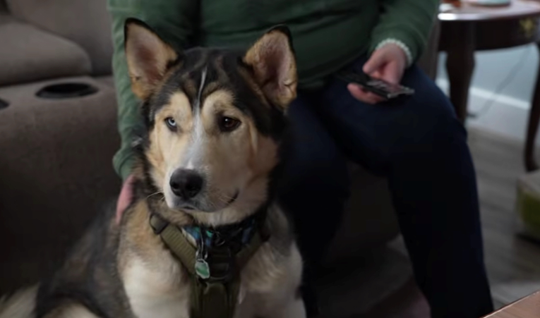 Haski se tijekom šetnje slučajno predozirao kokainom, spasili ga veterinari 