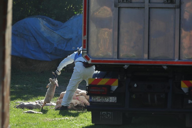 DP-ov ministar: Trend širenja afričke svinjske kuge gotovo je na nuli