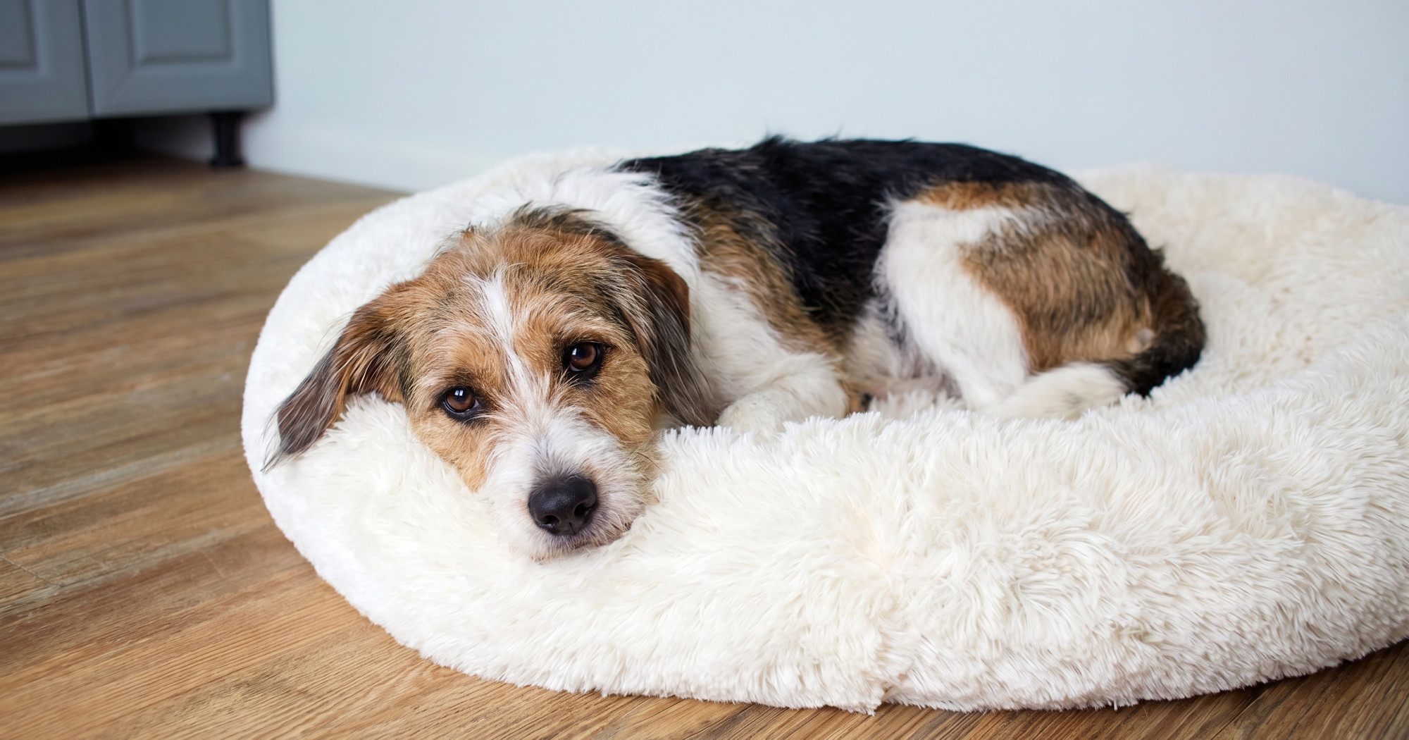 Pet znakova da se vaš pas osjeća sigurno u novom domu