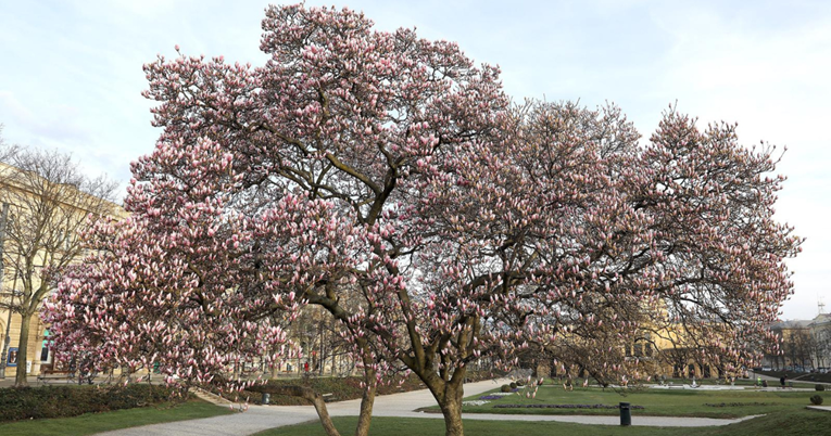 FOTO Procvjetalo stablo magnolije na zagrebačkom Tomislavcu