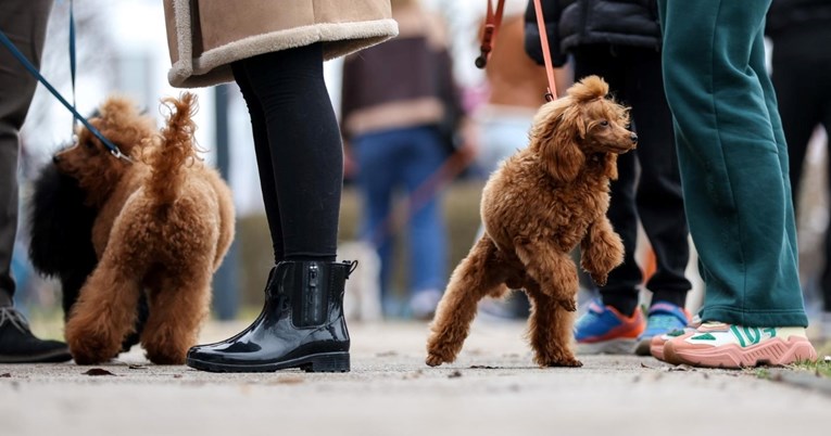 Najljepši pas izložbe u Zaprešiću je pudla iz Latvije