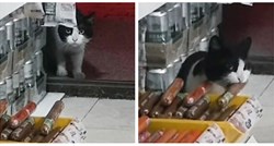 "Mislio je da nitko neće primijetiti": Mačak se ušuljao u trgovinu i ukrao kobasicu