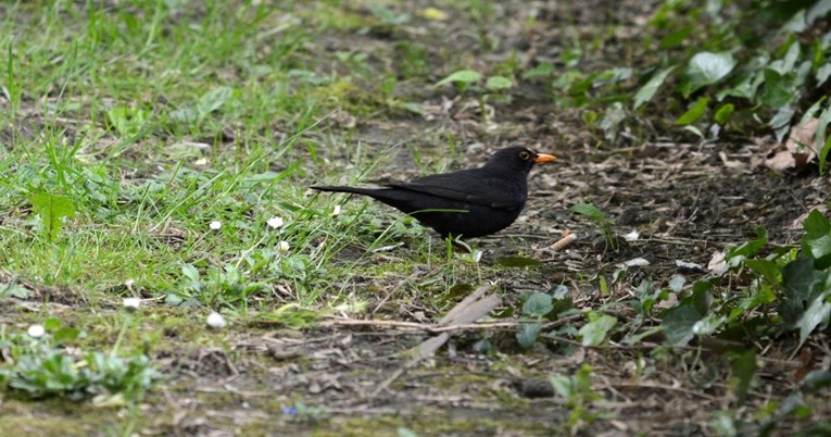 Želite pomoći pticama? Evo koje dvije vrste voća im trebate ostaviti ljeti