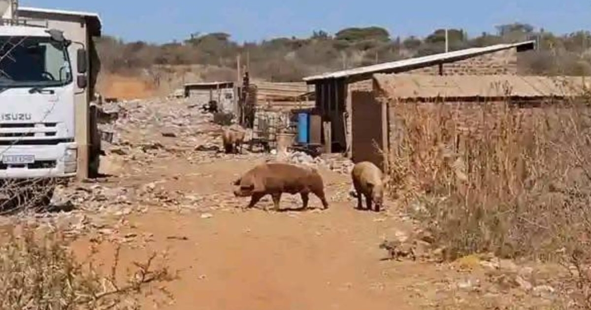 Radnik na farmi u Južnoj Africi: Morao sam tijela ubijenih žena dati svinjama