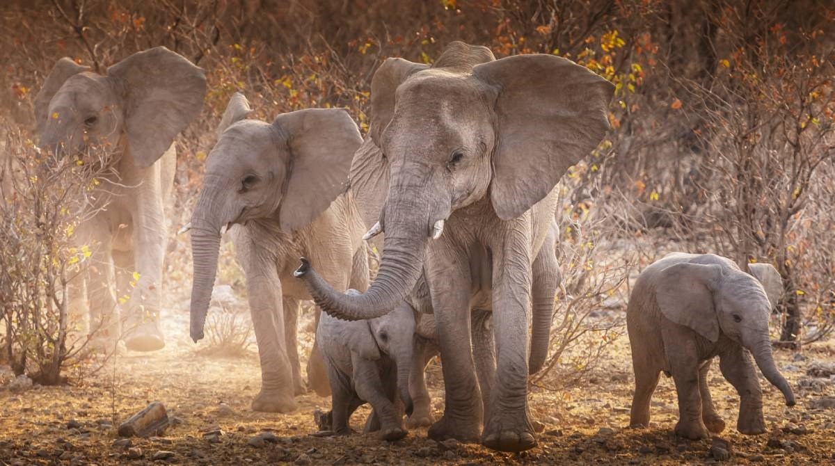 Namibija će ubiti 700 životinja, uključujući slonove i vodenkonje, i podijeliti meso