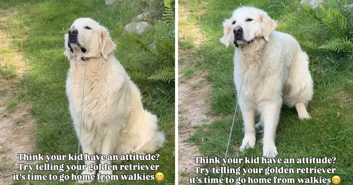 Tvrdoglavi retriver postao viralan jer se odbija vratiti iz šetnje