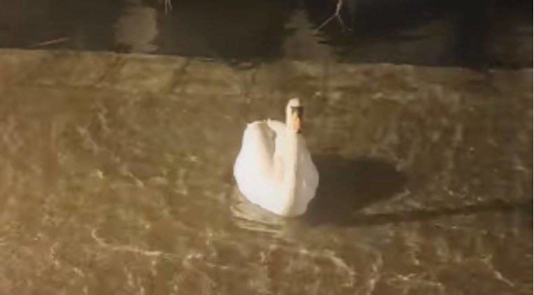 VIDEO Jako jugo popraćeno kišom poplavilo Šibenik. Labud plivao po cesti