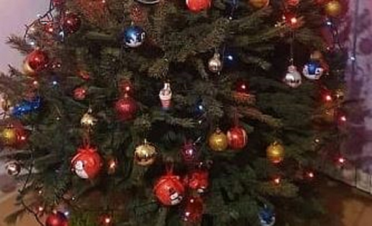 "Imacki bor": Fotka bora iz Dalmacije postala hit zbog neobičnih ukrasa na njemu