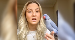 Žena zamolila papigu da bude tiho, reakcija ptice je nasmijala tisuće