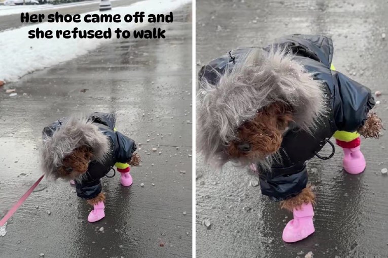 Pudlica odbila hodati nakon što je izgubila čizmicu 🥹