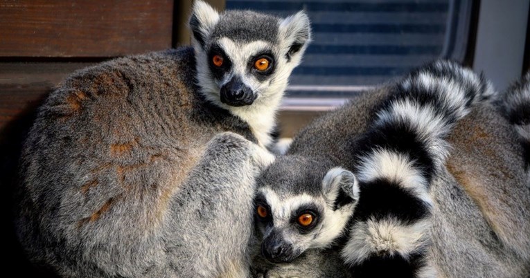 Danas je Svjetski dan lemura, donosimo vam 10 činjenica o ovim rijetkim primatima 