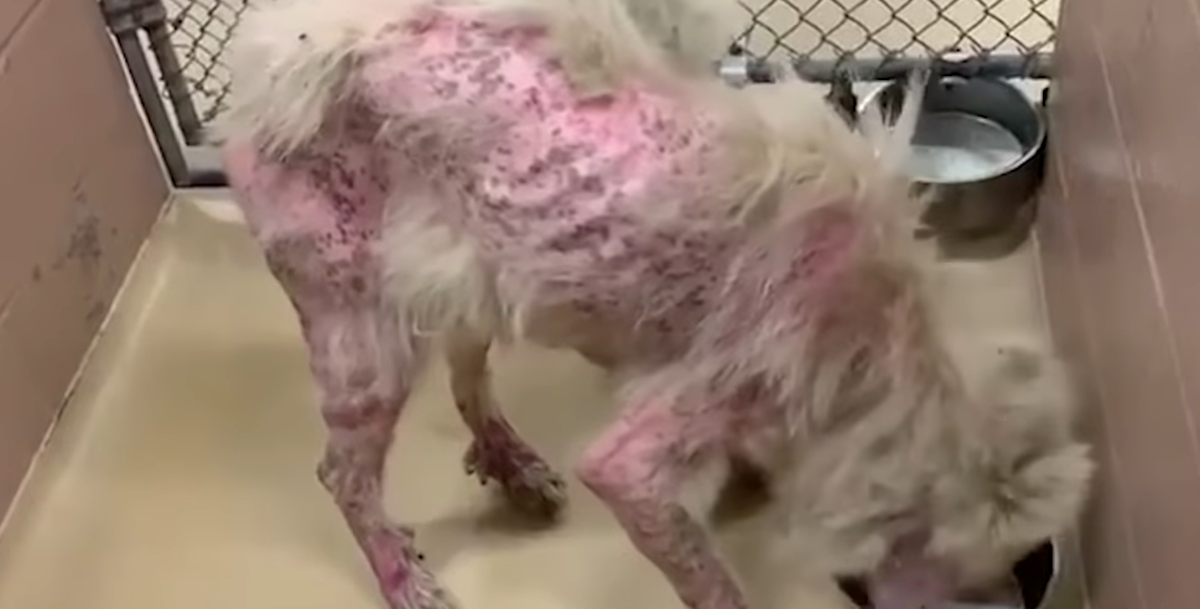 Lutalici falilo pola dlake, ljudi se šokirali kada su saznali koje je pasmine