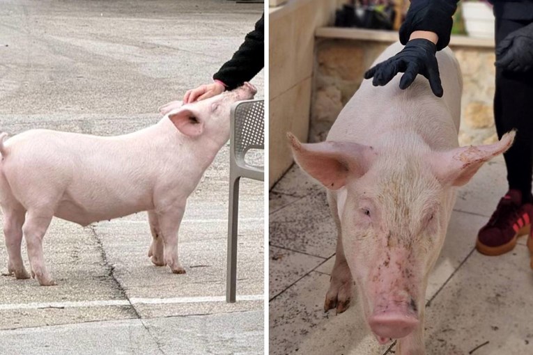 U Makarskoj nestao prasac Gucci, navodno je ukraden