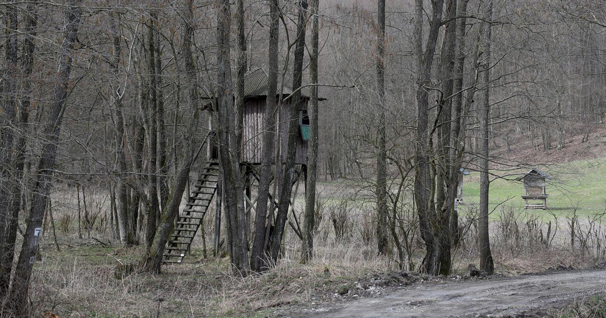 HPK traži hitnu reviziju lovišta i uključivanje vojske u suzbijanje svinjske kuge