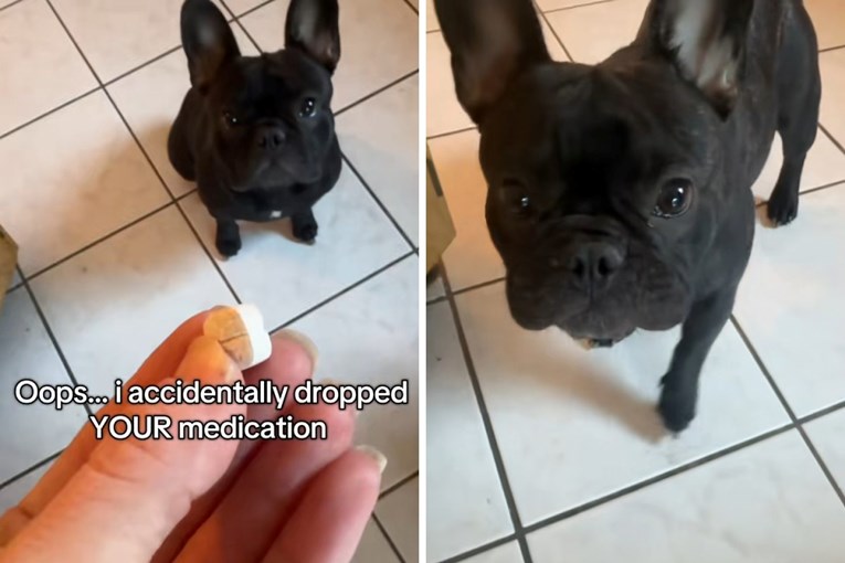 Kako psu dati tabletu? Ova metoda s TikToka postala je viralni hit