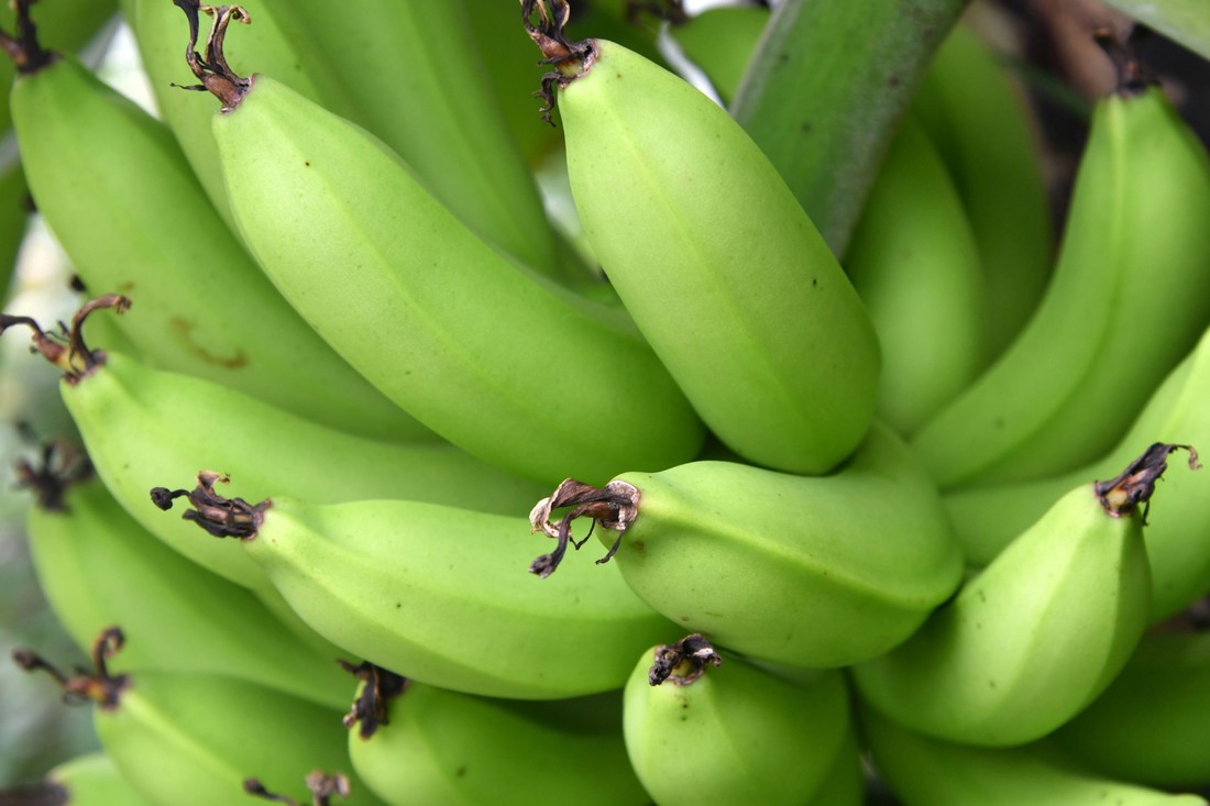 Znate li koje su glavne razlike između zelene i žute banane?