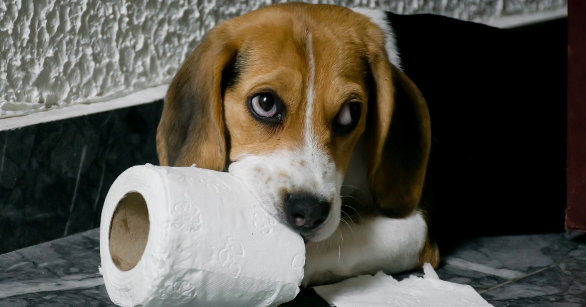 Zašto neki psi jedu papir? Otkrivamo razloge, rizike i rješenja