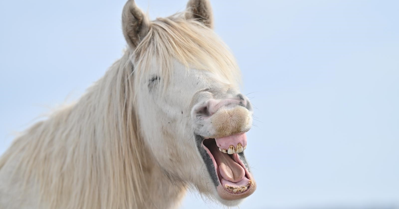 Nasmijani livanjski konj uljepšat će vam dan