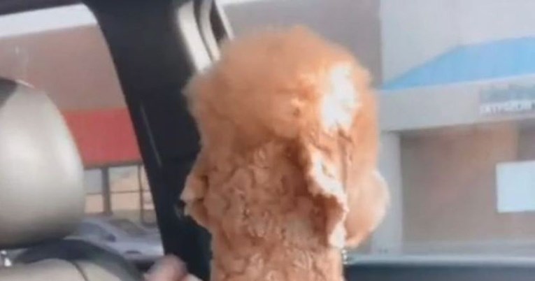 Pas se naljutio na vlasnicu nakon što ga je frizer ošišao tako da sliči ljami
