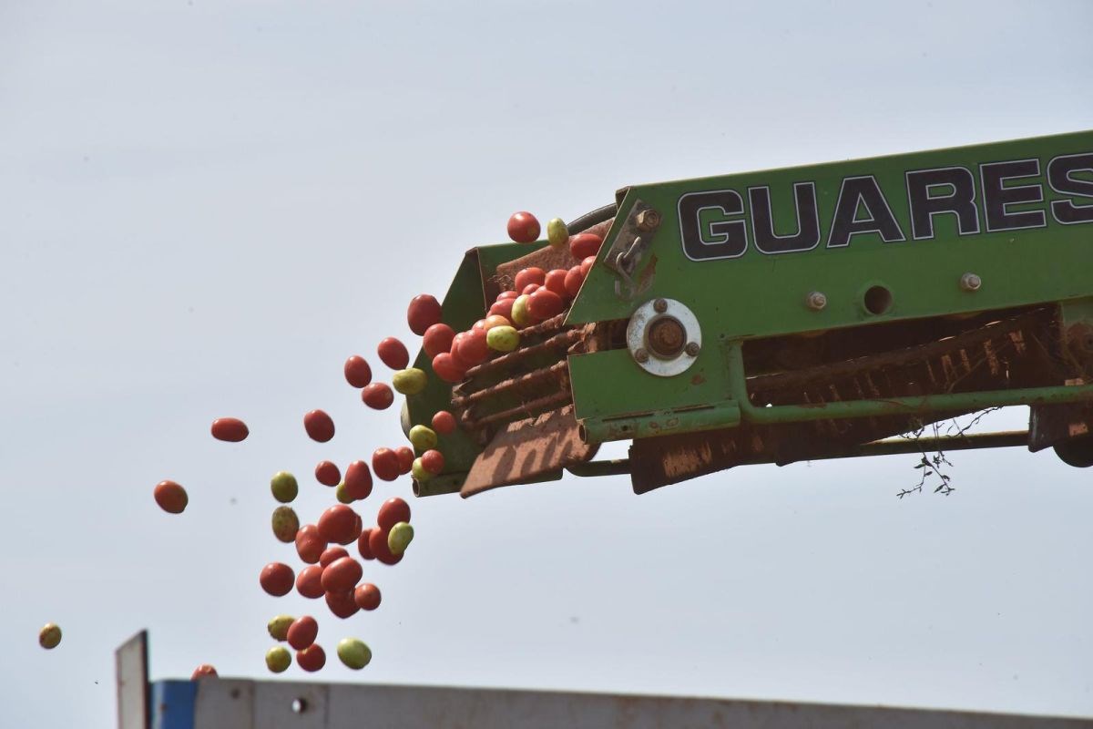 Podravka preradila 50 posto više rajčice nego lani