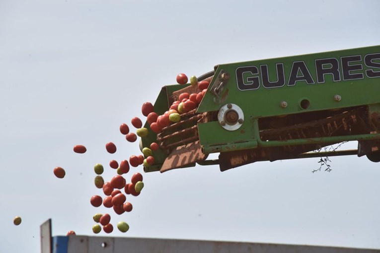 Podravka: Ove godine preradili smo 46 i pol tisuća tona rajčice, sve domaće