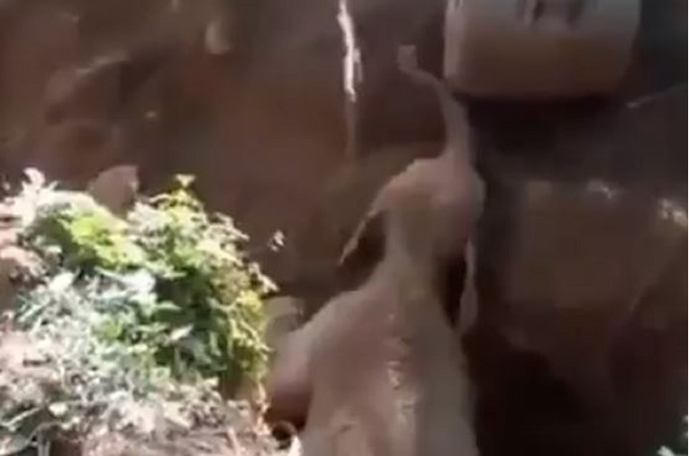 VIDEO Pogledajte kako je slonica zahvalila ljudima jer su joj spasili mladunče