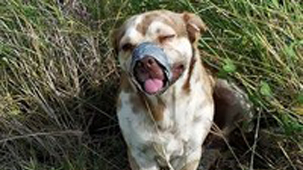 Prona&#x161;ao je psa sa zalijepljenom nju&#x161;kom i nogama! Odmah je zvao pomo&#x107;