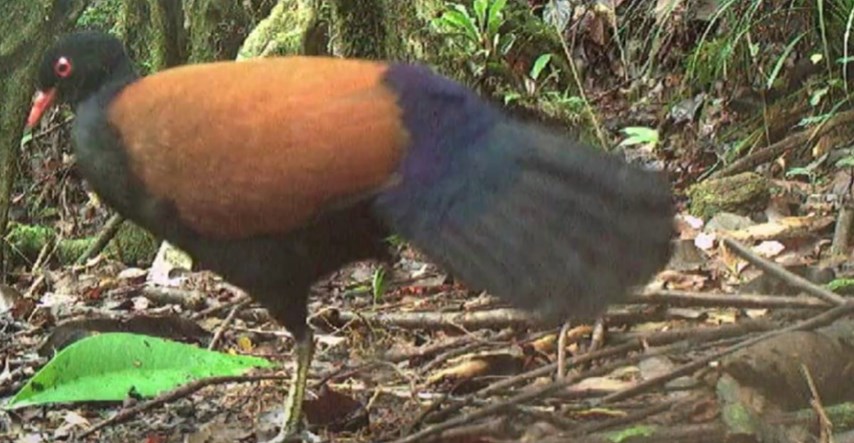 Znanstvenici objavili snimku ptice koja nije viđena zadnjih 140 godina