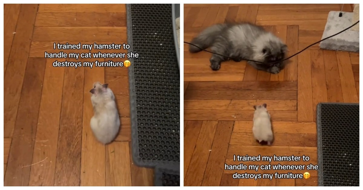 Ova mačka boji se hrčka, kada pogledate video, bit će vam jasno zašto