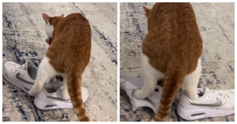 5 mil. pregleda: Mačku su se jako svidjele tenisice njegove vlasnice, snimka je hit
