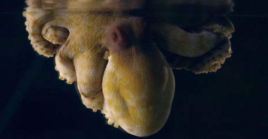 Snimili su hobotnicu koja mijenja boju kože u snu i to izgleda nestvarno
