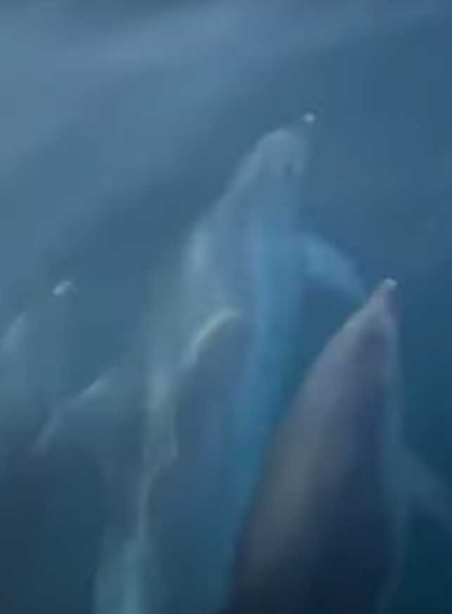 VIDEO Tri zaigrana dupina snimljena kod Dugog otoka