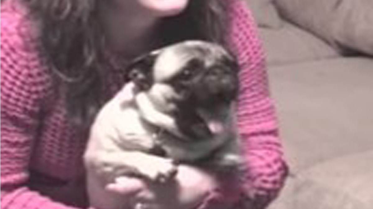 Mops vri&#x161;ti poput zalu&#x111;ene tinejd&#x17E;erice dok gleda svoju omiljenu tv-emisiju