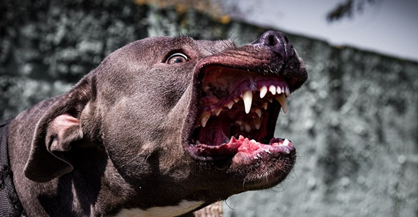 Prijatelji životinja traže pravilnik o opasnim psima: "Tragedija se mogla spriječiti"