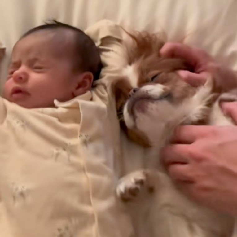 Pas kihnuo bebi u lice, reakcija roditelja je urnebesna