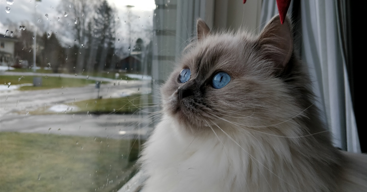 Kako život u stanu utječe na mentalno zdravlje mačaka?