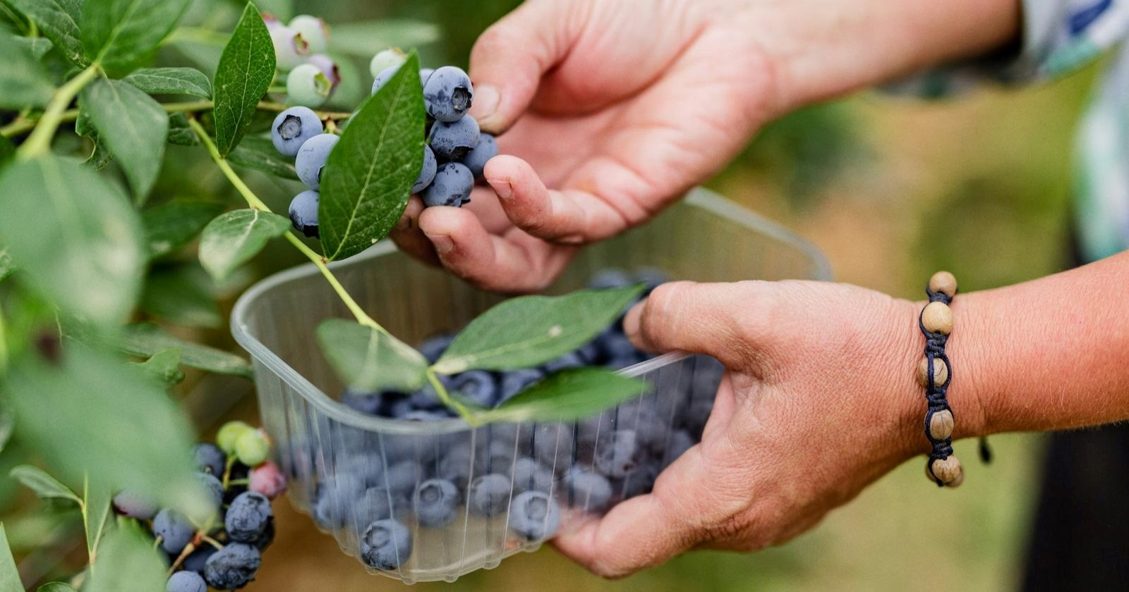 Borovnice mogu ostati svježe i do dva tjedna, na ovo treba obratiti pažnju