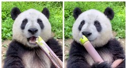 Video pande kako slatko mljacka bambus skupio je 268 milijuna pregleda na TikToku