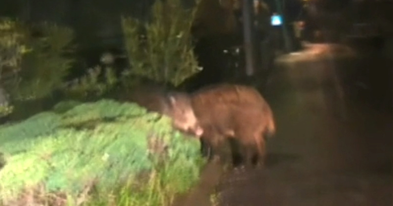 Hajka na divlje svinje u Zadru. "Nastala je panika kao da su došli krokodili"