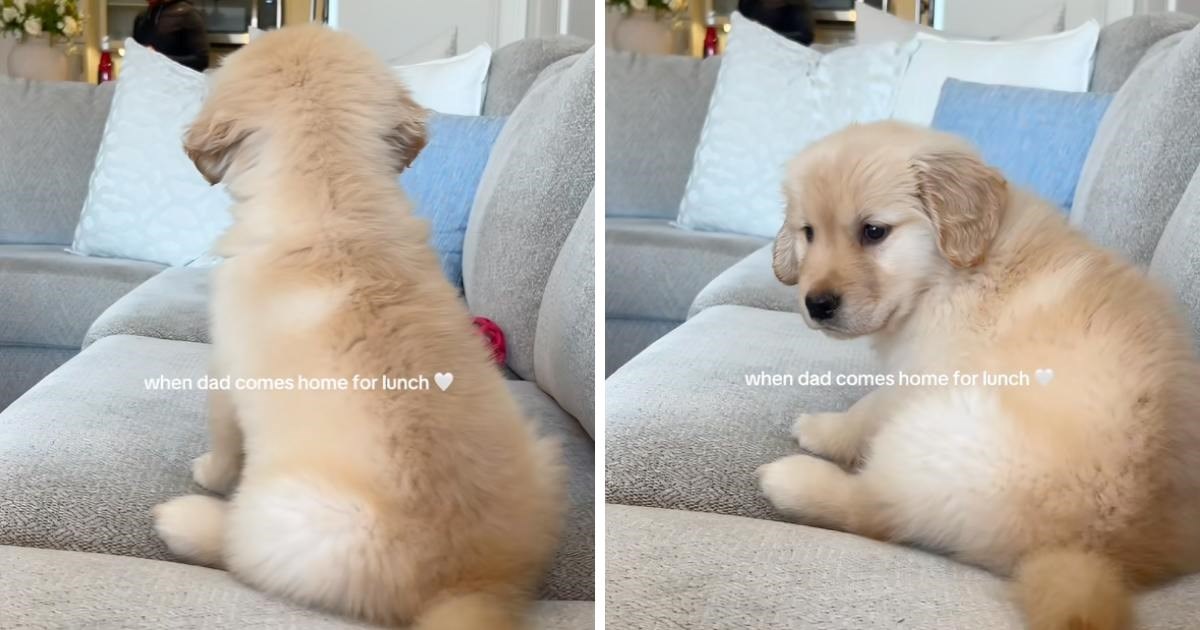 Reakcija psića na povratak vlasnika kući izmamit će vam osmijeh na lice