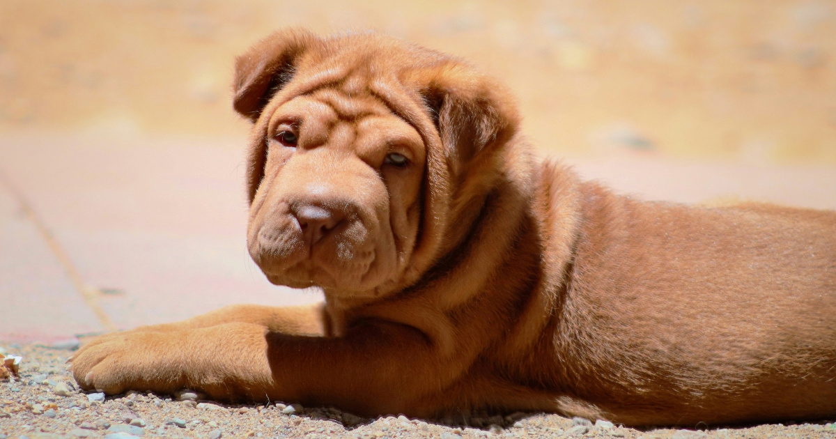 Veterinar otkrio koju pasminu psa srednje veličine nikada ne bi htio imati