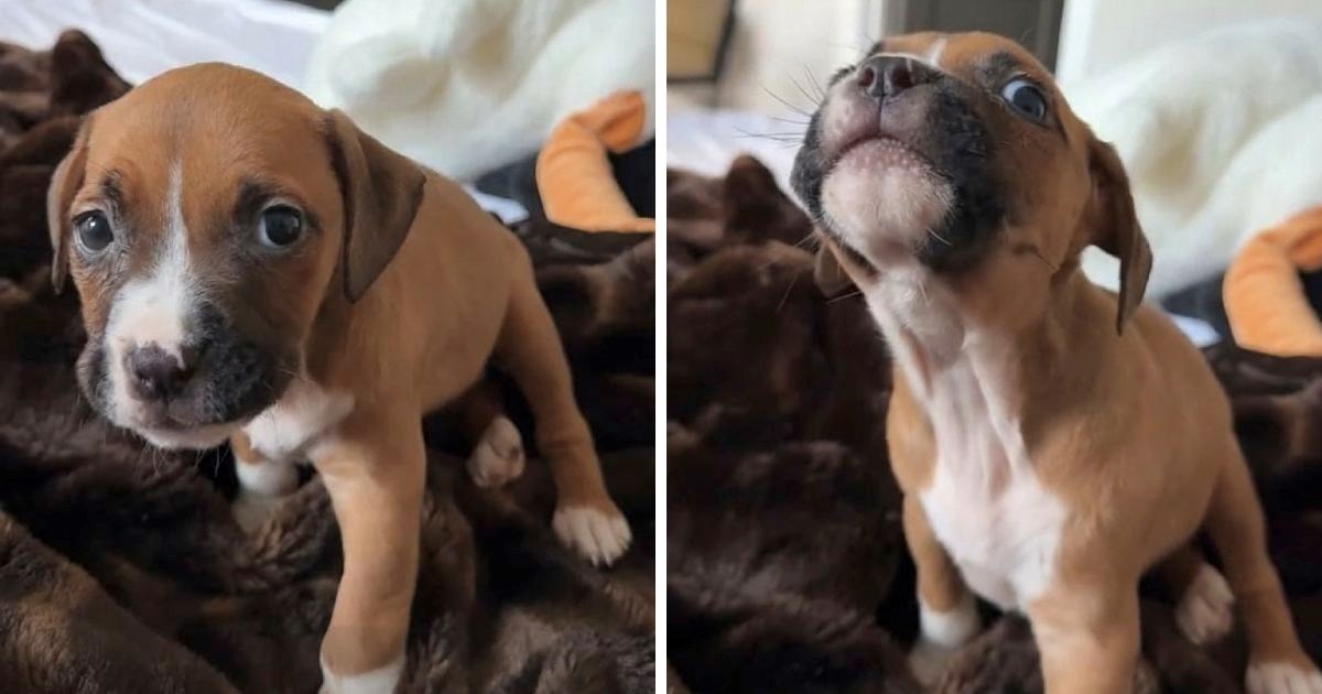 Štene pitbulla se na presladak način svađa s vlasnikom, prizor mami osmijeh na lice