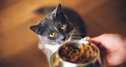 Problemi s kožom kod mačaka: uzroci, prehrana i rješenja