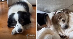 “Nevjerojatno”: Vlasnica pokazala sliku koju su naslikali njeni psi