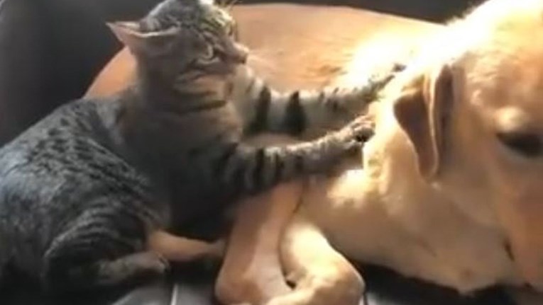 Mačka koja masira psa oduševila je internet: "Sviđa mi se njegov zbunjen izraz lica"