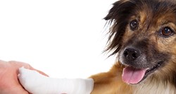 Saznajte kako pomoći psu ako se ozlijedi ili poreže
