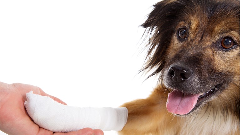 Saznajte kako pomoći psu ako se ozlijedi ili poreže